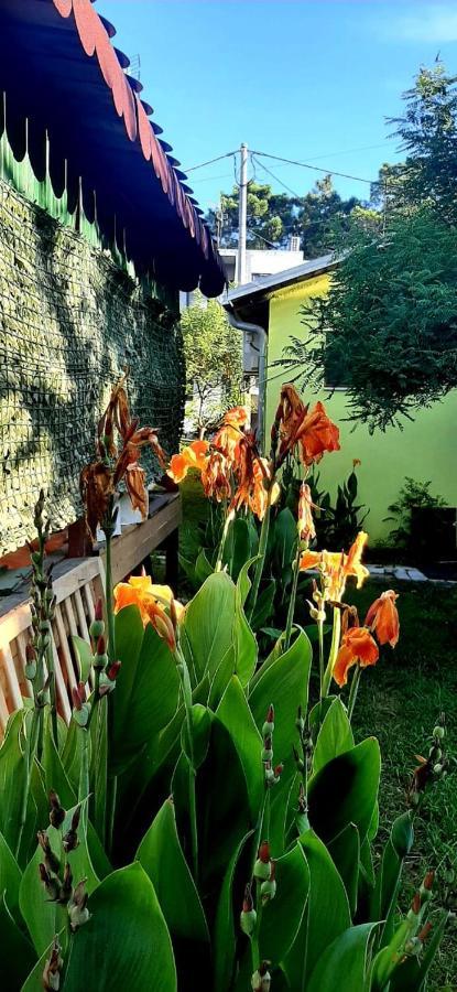 Apartmán Kolonia E Artistave Velipojë Exteriér fotografie